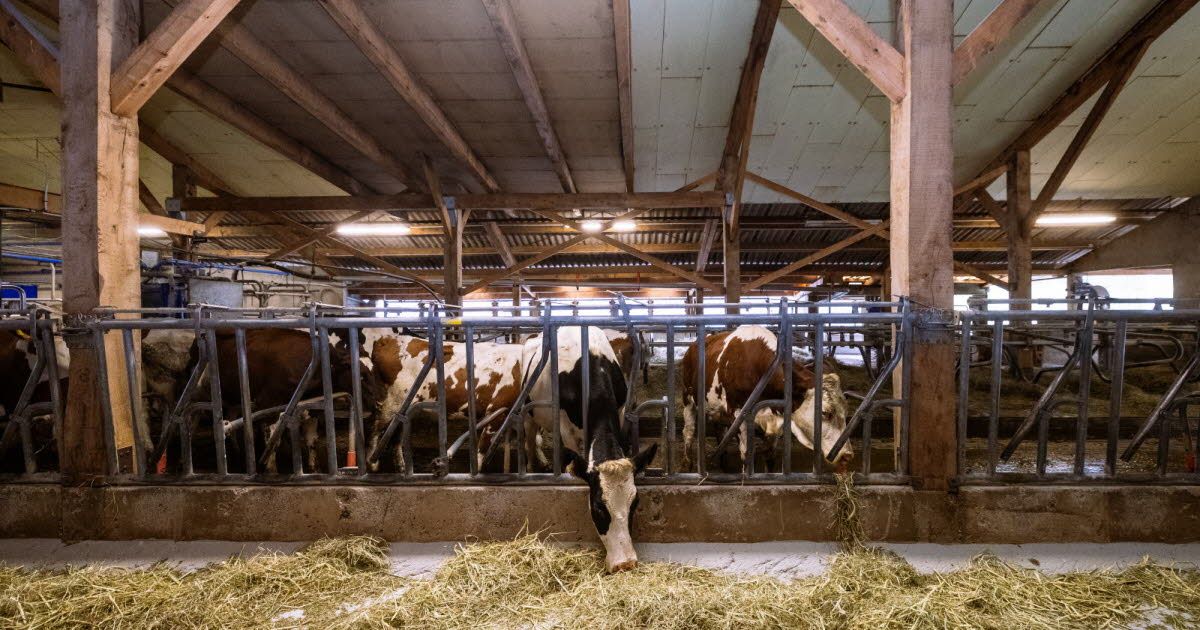 Dermatose nodulaire : les agriculteurs des Hautes-Alpes en alerte