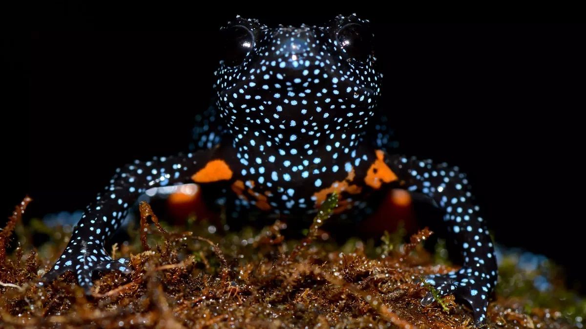 La grenouille galaxie menacée : victime de la quête photographique