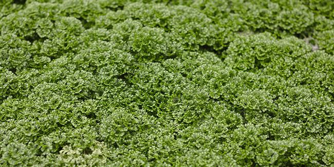 À la découverte de la sélaginelle : une petite merveille de la nature