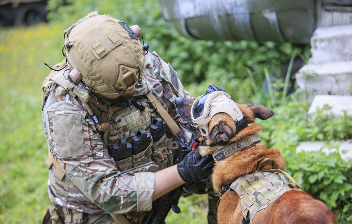 L'armée française : un battement de cœur vétérinaire