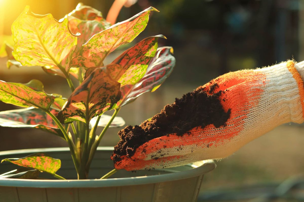 L’engrais bio au potentiel meurtrier : attention au tourteau de ricin