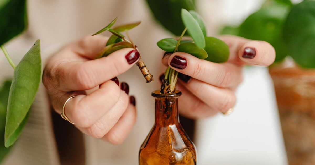 Réussir vos boutures comme un pro : l'astuce du peigne révélée