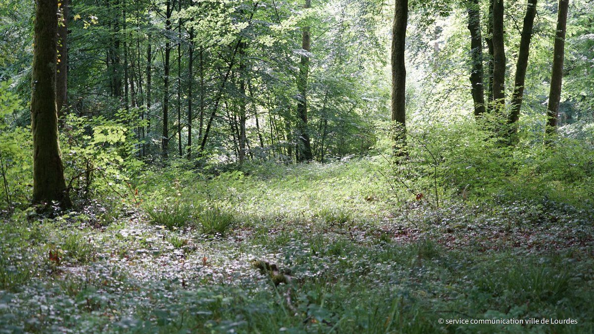 Lourdes s'engage pour la préservation de ses forêts avec le soutien du WWF