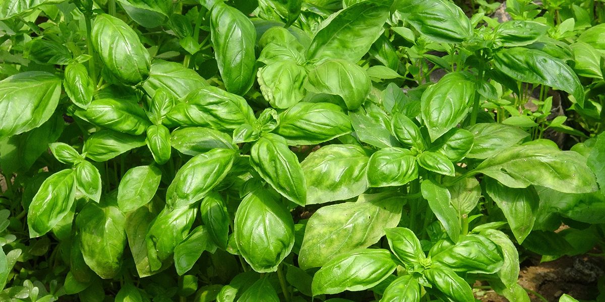 Le basilic : trésor aromatique pour vos plats et jardin