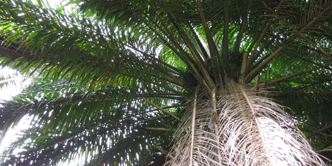 l'huile de palme : un trésor trop controversé