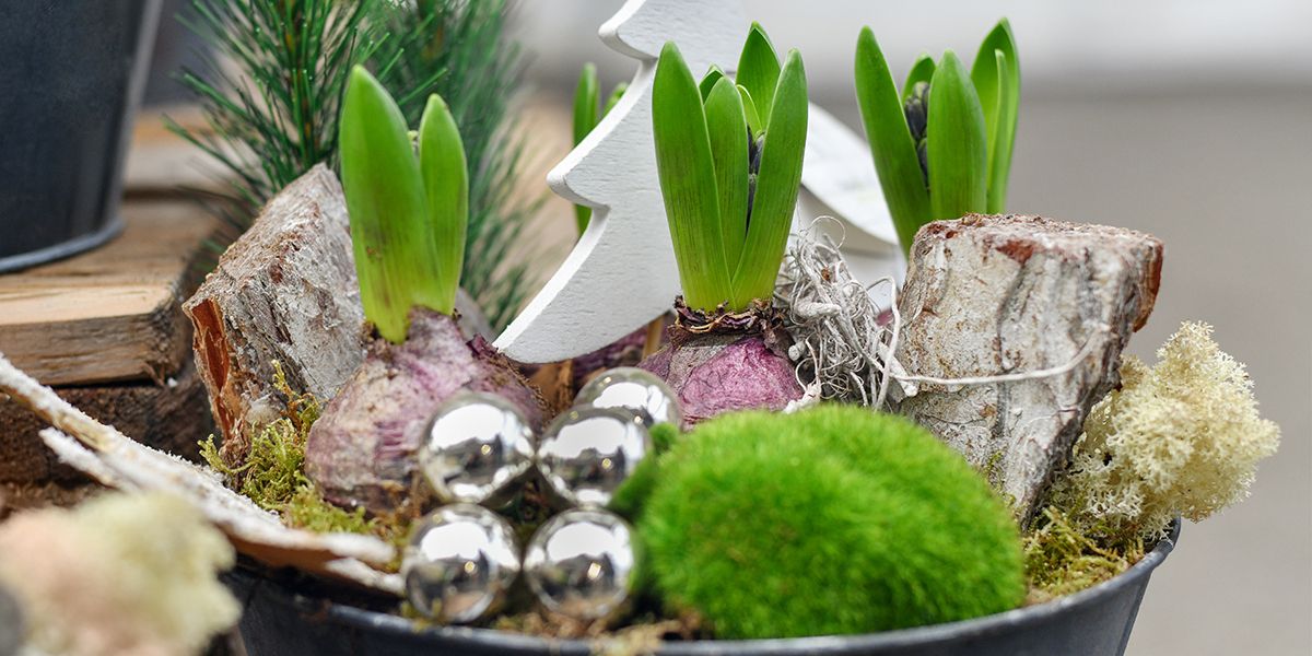 Osez les jacinthes : la touche florale de Noël