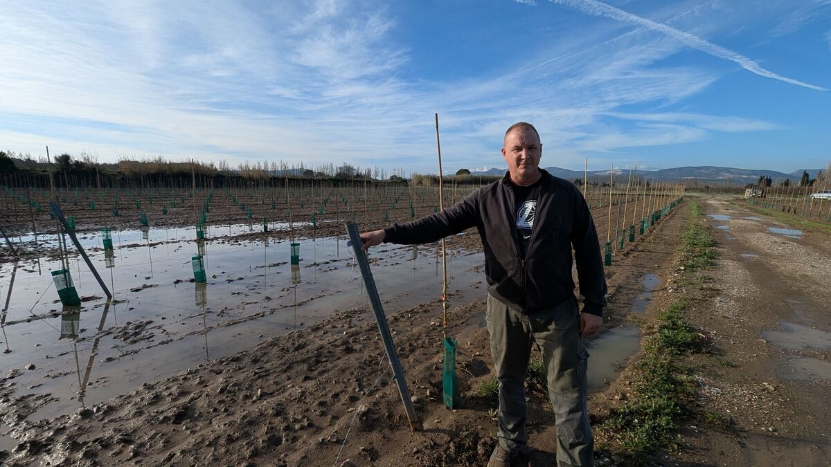 La pluie tant attendue redonne vie aux Pyrénées-Orientales après des années de sécheresse