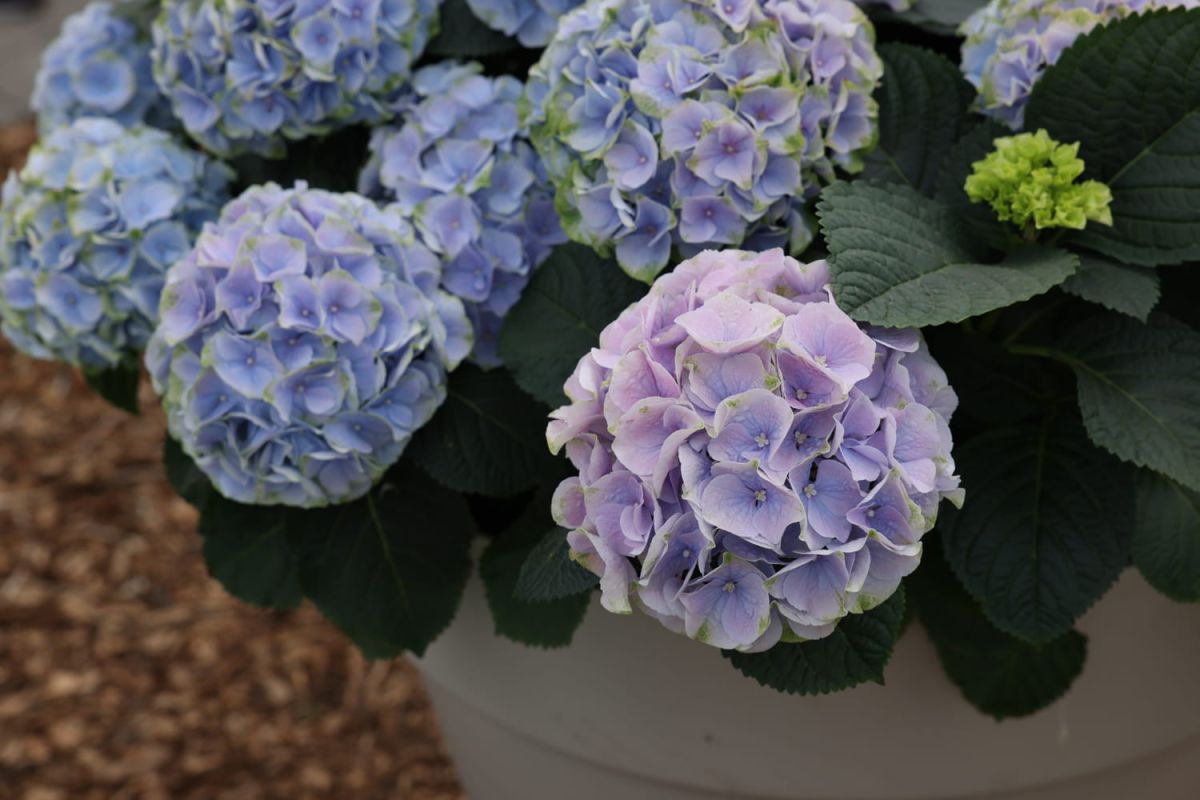 L'art de cultiver des hortensias en pot : guide complet pour une floraison éclatante