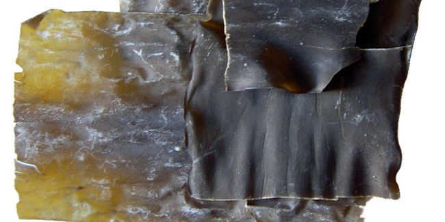 Les bienfaits méconnus de l'algue kombu