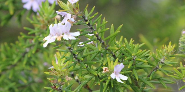 Romarin d'Australie : un trésor botanique à votre portée