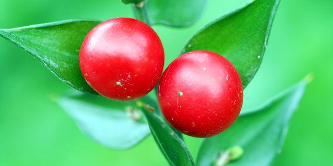 Fragon : la beauté du sous-arbrisseau décoratif