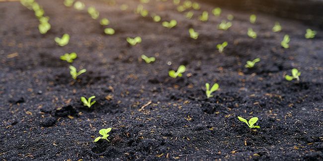 Préparer vos semis de légumes primeurs : les clés du succès