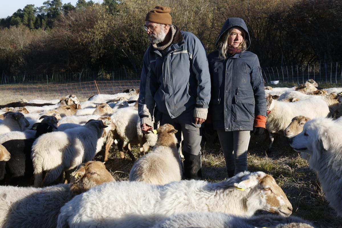 Des bergers itinérants redonnent vie aux pelouses calcaires
