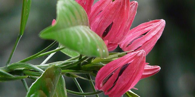 Pavonie (Pavonia multiflora) : un trésor du Brésil à cultiver