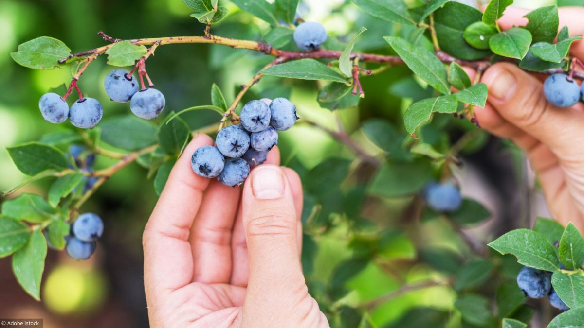 Attention aux plantes sauvages : savoir différencier le comestible du toxique