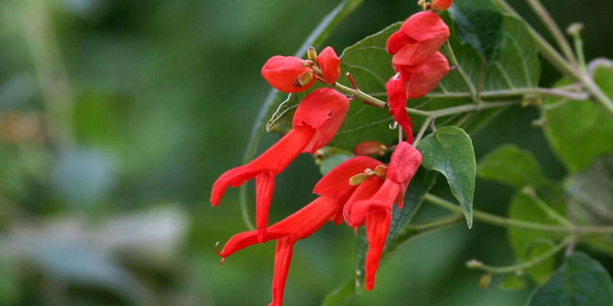 La beauté hivernale de la sauge de Sessé