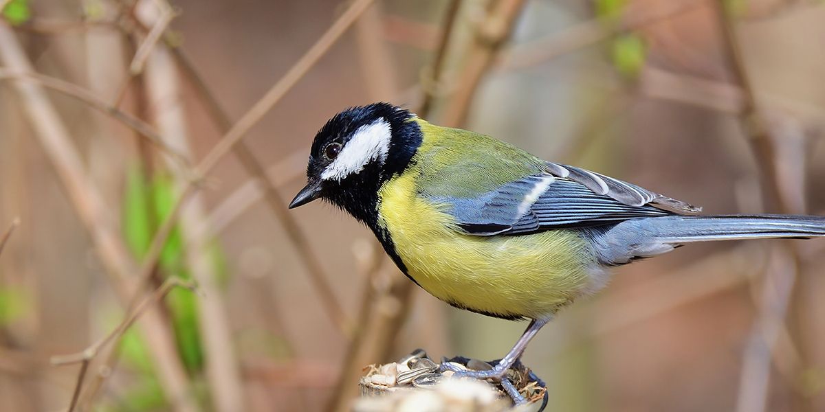 11 astuces pour faire venir les mésanges dans votre jardin !