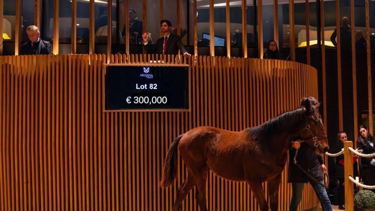 Un jeune trotteur de 300 000 € lancé dans la compétition familiale