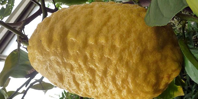 Cédratier (Citrus medica), le plus frileux des agrumes