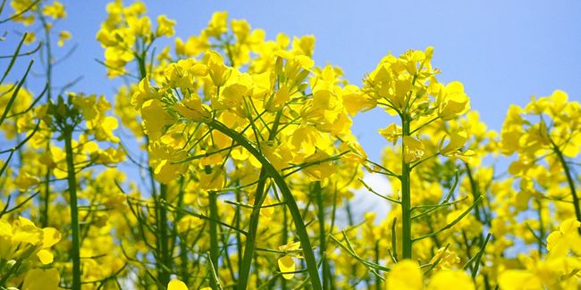 Le colza : un champ de fleurs dorées