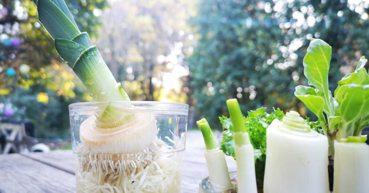 Cultiver des légumes sans terre : votre potager en intérieur