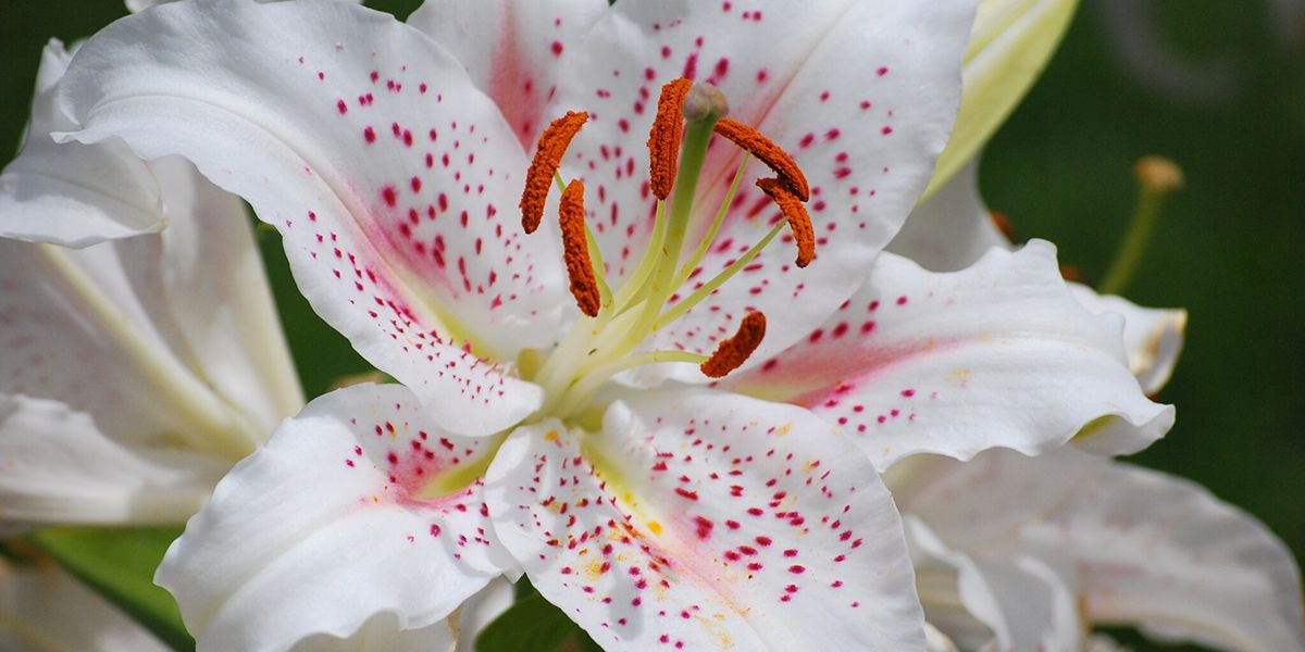 Lys, la fleur emblématique au jardin