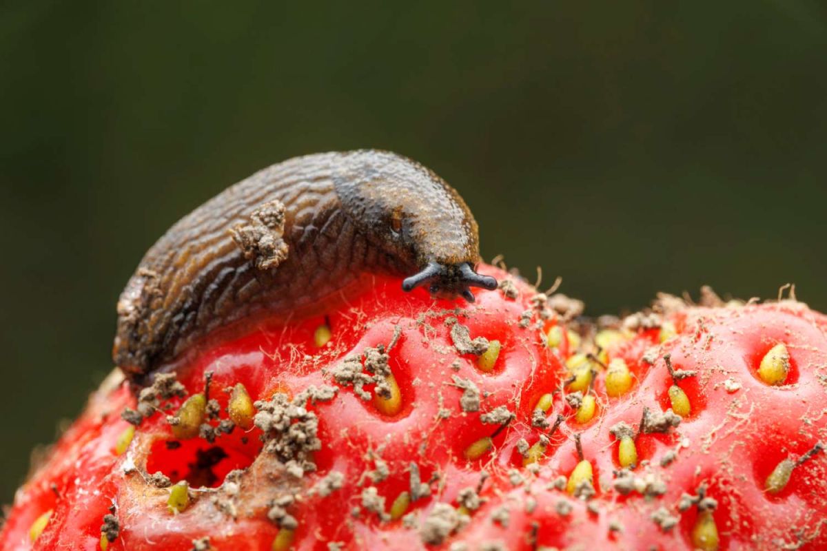Utilisez le pamplemousse pour éloigner les limaces de votre jardin
