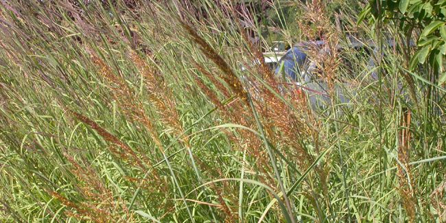 Domptez votre jardin avec l'herbe des indiens, la belle graminée sauvage