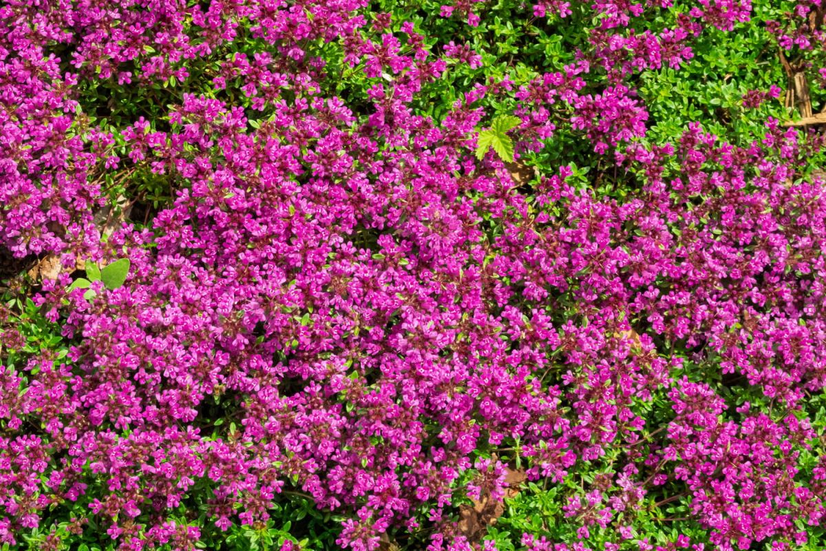 la beauté robuste du thym sauvage pour un jardin éclatant