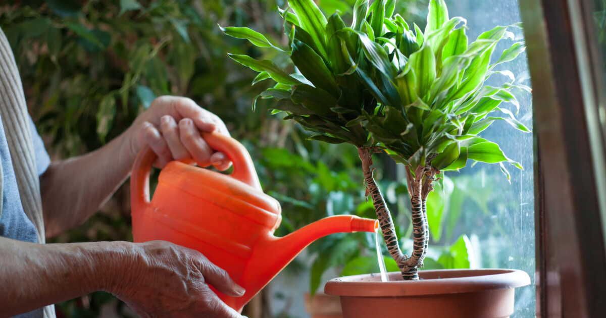 Comment sauver une plante trop arrosée ?
