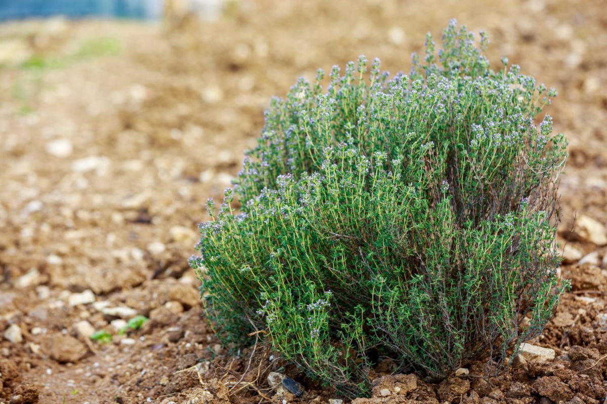 Le thym : un trésor aromatique à cultiver chez soi