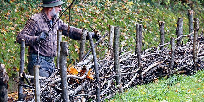 Créer une haie de Benjes : un refuge naturel pour la biodiversité