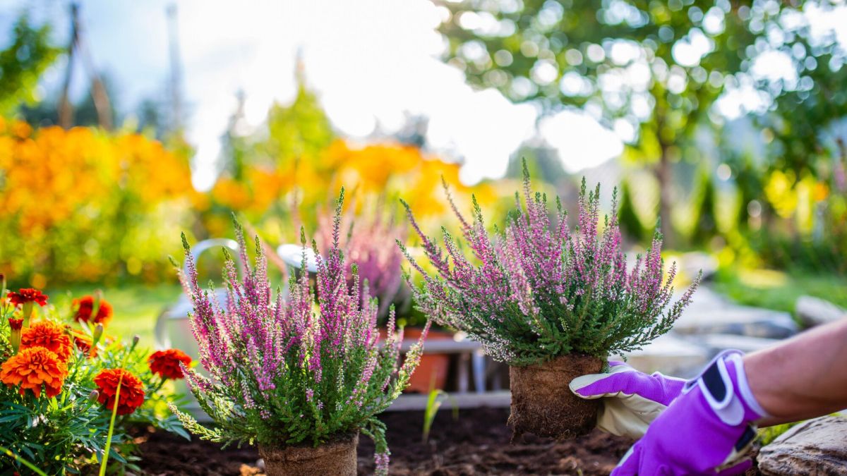 Préparez votre jardin pour l'hiver : posez vos questions à notre expert