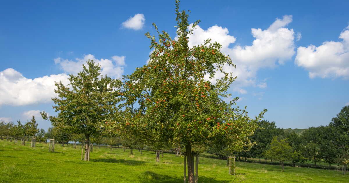 Récoltes gourmandes : le guide pratique pour entretenir vos arbres fruitiers