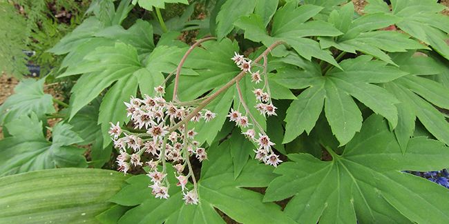 Mukdénie de Ross : l'élégante vivace des sous-bois frais