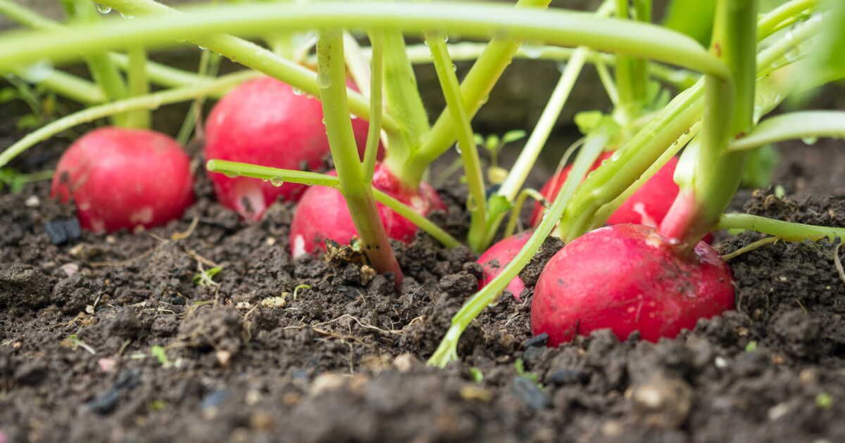 radis express : astuces pour une récolte en quelques semaines