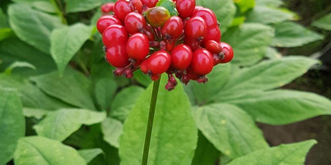 ginseng : tonique ancestral ou remède surévalué ?