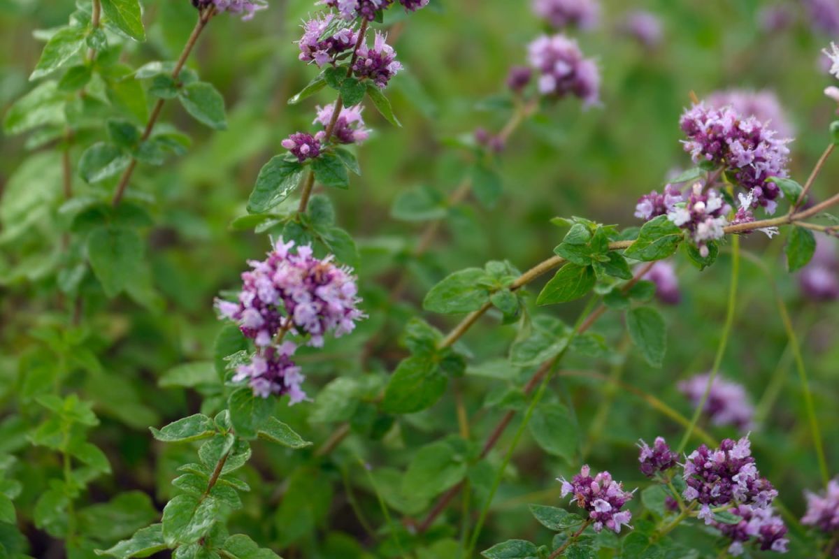 origan : cultivez, récoltez et protégez cette aromatique toute l'année
