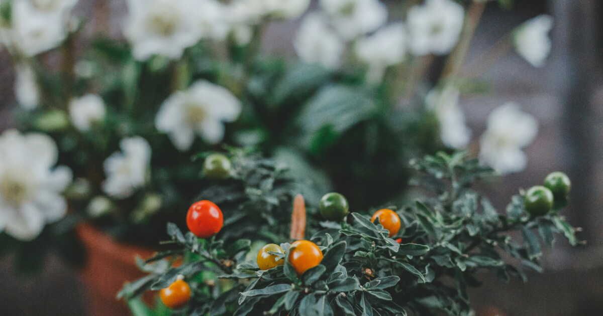 Tomates en pot : mode d'emploi pour récolter des fruits savoureux sur votre balcon