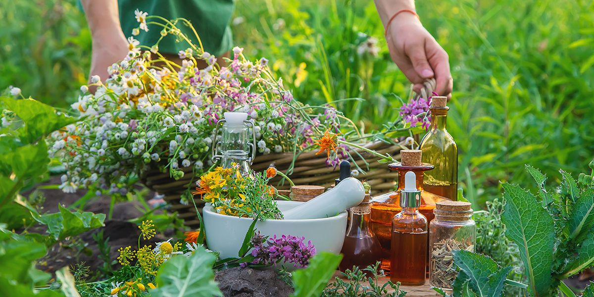 plantes médicinales au jardin : que peut-on cultiver et quelles règles ?