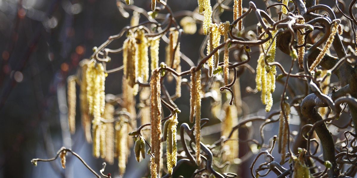 Le noisetier tortueux (Corylus avellana Contorta), un arbuste décoratif