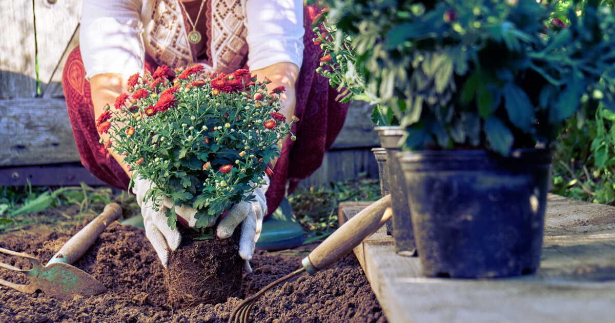 Les secrets des Saints de Glace : semis et plantations à ne pas négliger