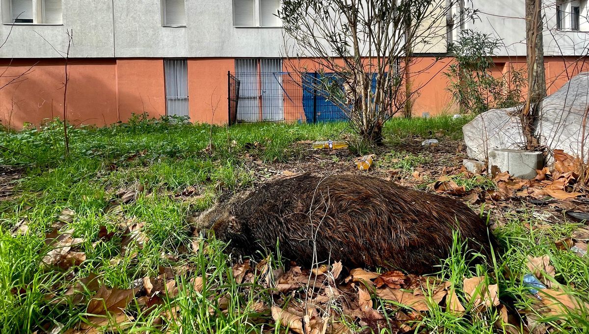 Un sanglier mort défigurerait un quartier de Montpellier