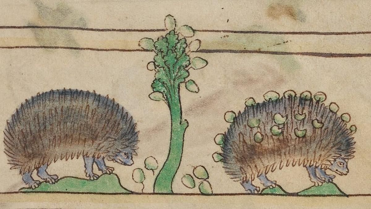 L'odyssée des hérissons : de la persécution à la protection