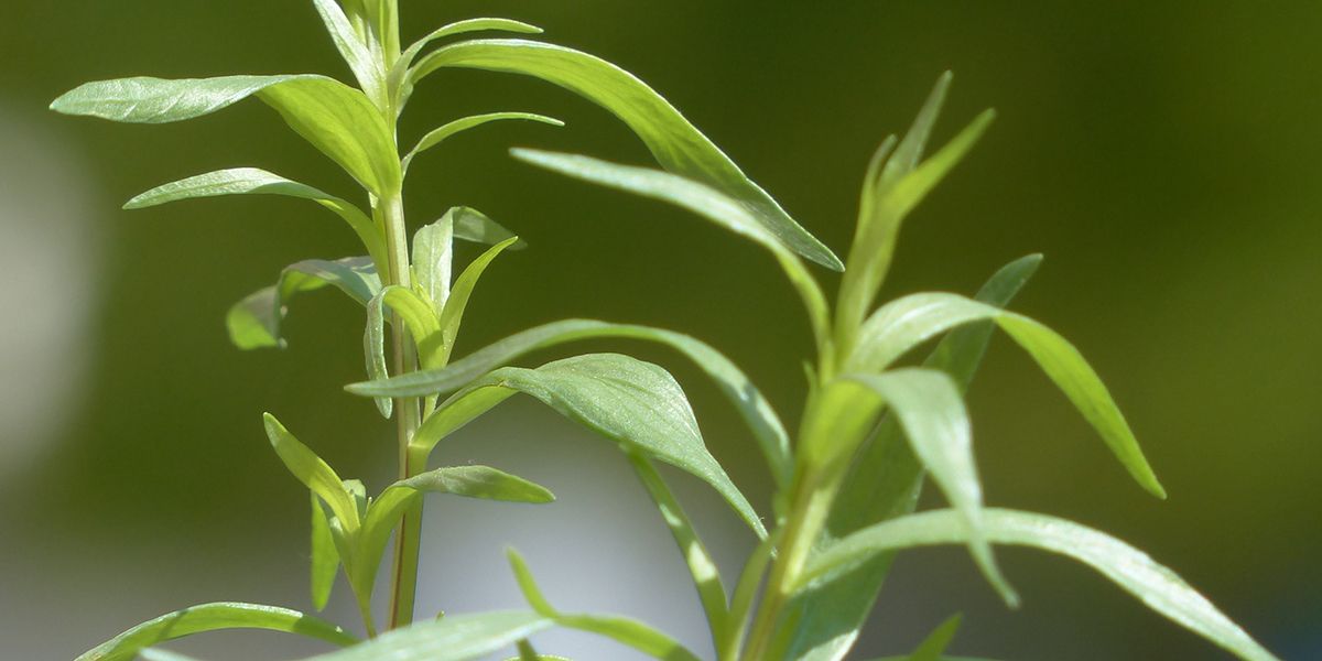 Découverte de l'estragon : l'aromate aux mille saveurs