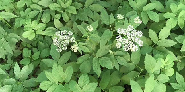 L'égopode (Aegopodium podagraria) : une herbe aux multiples facettes