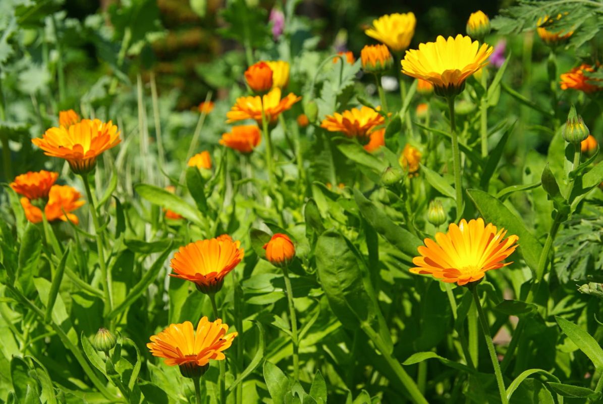 Les secrets de la culture du souci : conseils pour planter et entretenir vos calendulas