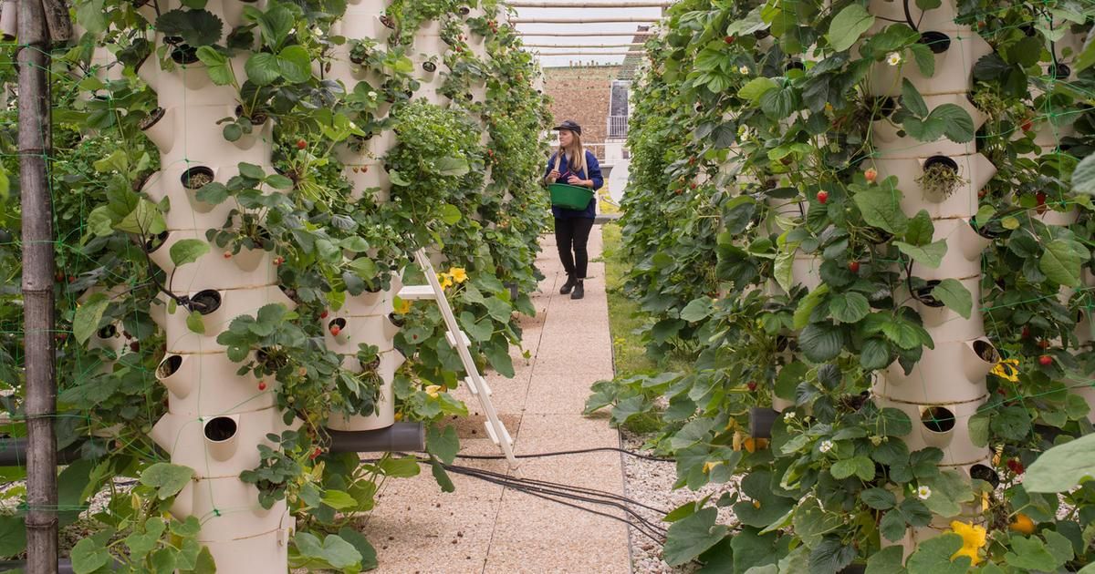 Les trésors du terroir parisien : un renouveau savoureux
