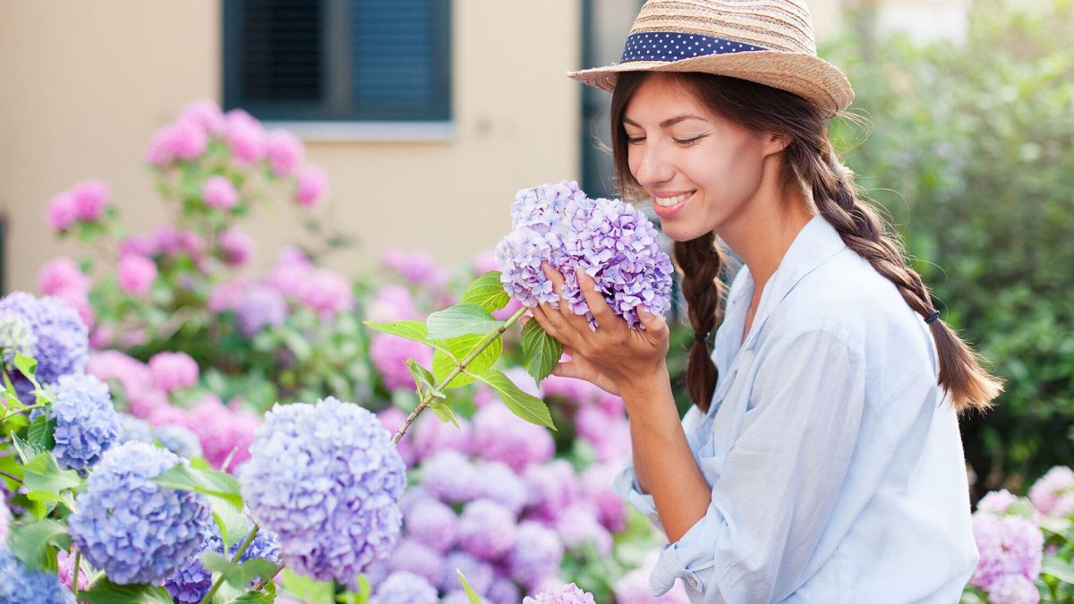 Les secrets de l'hortensia : entretien et astuces pour un jardin florissant cet automne