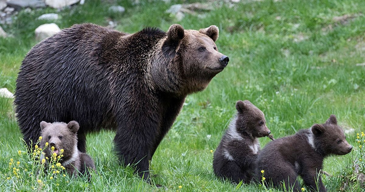 L'essor de la population d'ours dans les Pyrénées face à un défi de consanguinité